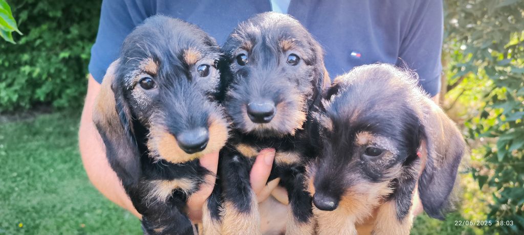 du Bois d'Achelles - Chiots disponibles - Teckel poil dur