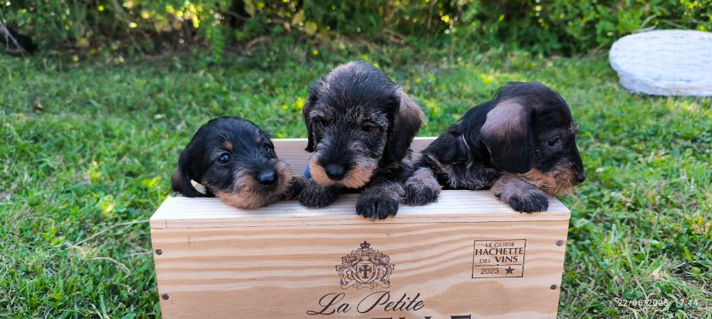du Bois d'Achelles - Chiots disponibles - Teckel poil dur