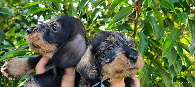 CHIOT 6