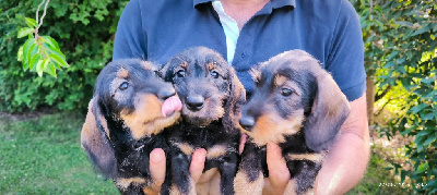 CHIOT 5