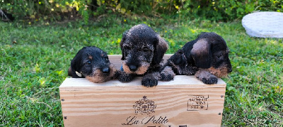 CHIOT 4