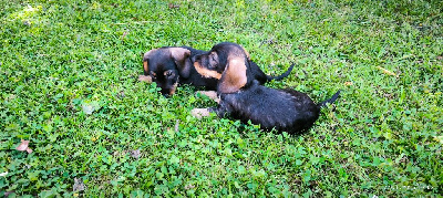 CHIOT 2
