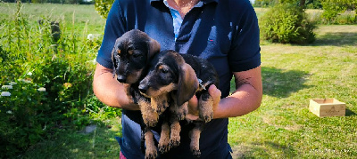 CHIOT 1