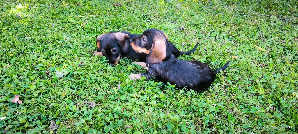 du Bois d'Achelles - Chiots disponibles - Teckel poil dur