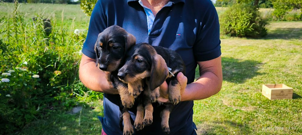 du Bois d'Achelles - Chiots disponibles - Teckel poil dur
